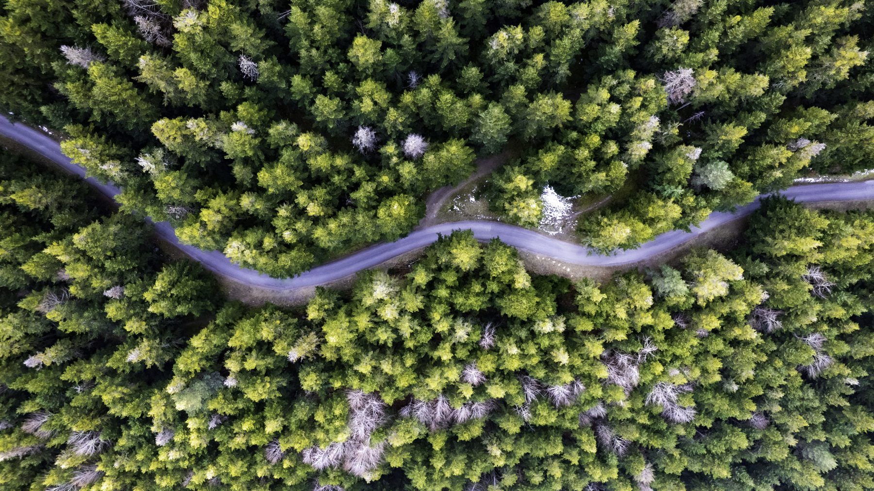 Narrow road running through dense beech forest above the valley